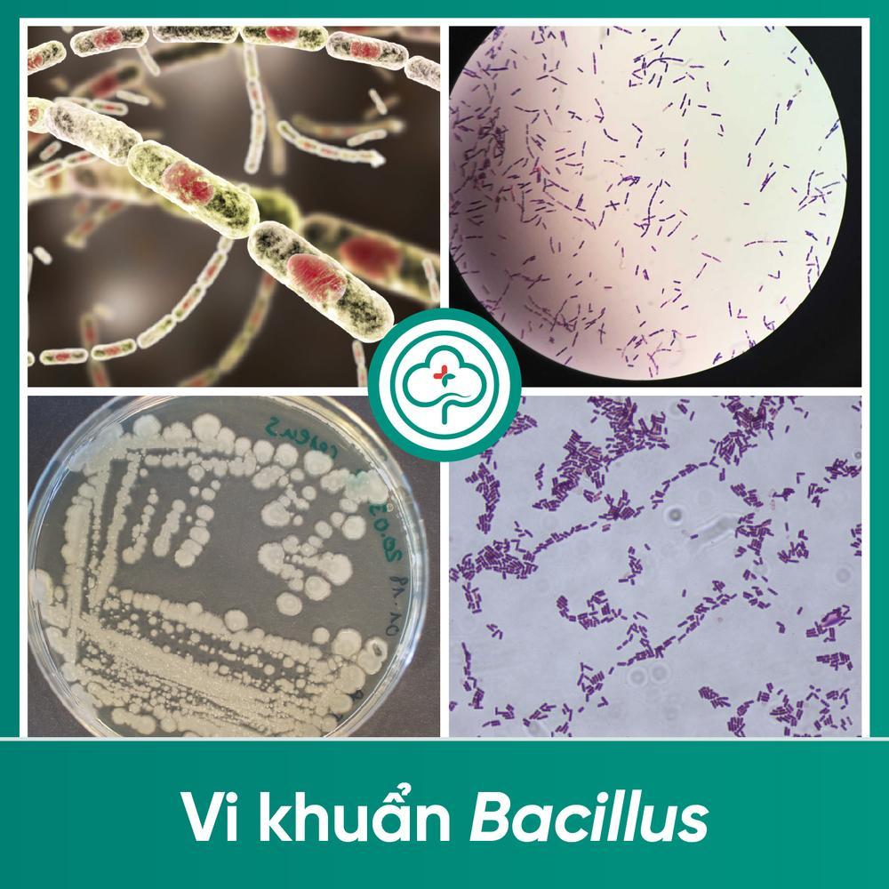 Vi khuẩn Bacillus là gì?